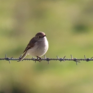 Petroica goodenovii at Tennent, ACT - 10 Aug 2020