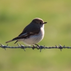 Petroica goodenovii at Tennent, ACT - 10 Aug 2020