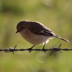 Petroica goodenovii at Tennent, ACT - 10 Aug 2020