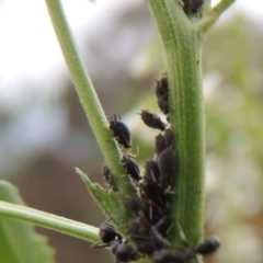 Aphididae (family) (Unidentified aphid) at Banks, ACT - 3 Mar 2020 by michaelb