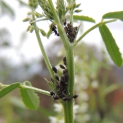 Aphididae (family) at Banks, ACT - 3 Mar 2020