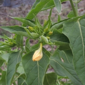 Mirabilis jalapa at Banks, ACT - 3 Mar 2020