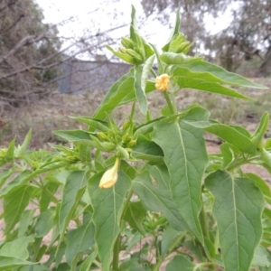 Mirabilis jalapa at Banks, ACT - 3 Mar 2020