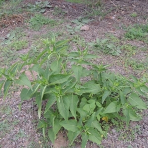 Mirabilis jalapa at Banks, ACT - 3 Mar 2020