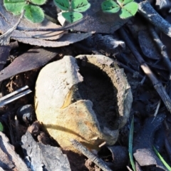 Scleroderma sp. (Scleroderma) at Umbagong District Park - 24 Jun 2020 by Caric