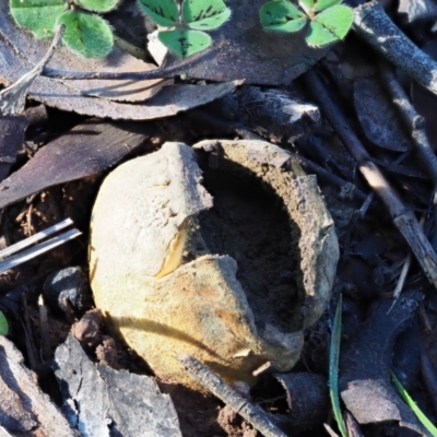 Scleroderma sp. (Scleroderma) at Umbagong District Park - 24 Jun 2020 by Caric