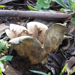 Scleroderma sp. (Scleroderma) at Macgregor, ACT - 24 Jun 2020 by Caric