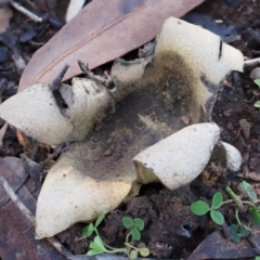 Scleroderma sp. at Macgregor, ACT - 24 Jun 2020