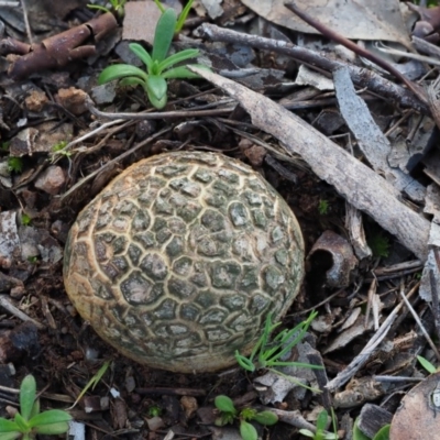 Scleroderma sp. (Scleroderma) at Macgregor, ACT - 24 Jun 2020 by Caric