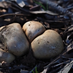 Scleroderma sp. (Scleroderma) at Umbagong District Park - 7 Jul 2020 by Caric