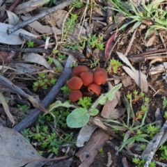 Unidentified Cap on a stem; gills below cap [mushrooms or mushroom-like] at Latham, ACT - 26 Jun 2020 by Caric