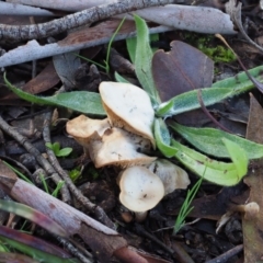 zz agaric (stem; gills white/cream) at Macgregor, ACT - 24 Jun 2020 by Caric