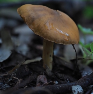 Cortinarius sp. at Macgregor, ACT - 7 Jul 2020