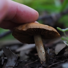 Cortinarius sp. at Macgregor, ACT - 7 Jul 2020