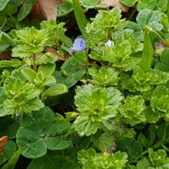 Veronica persica at Dickson, ACT - 12 Aug 2020