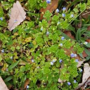 Veronica persica at Dickson, ACT - 12 Aug 2020