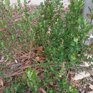 Chenopodium album at Dickson, ACT - 12 Aug 2020