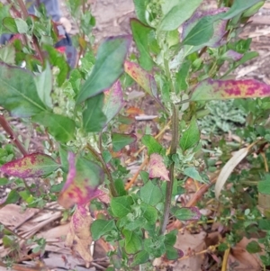 Chenopodium album at Dickson, ACT - 12 Aug 2020