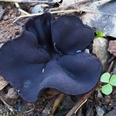 zz – ascomycetes - apothecial (Cup fungus) at Umbagong District Park - 2 Aug 2020 by Caric