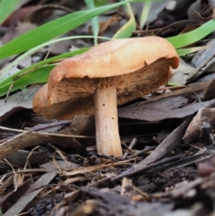 Unidentified Cap on a stem; gills below cap [mushrooms or mushroom-like] at Umbagong District Park - 27 Jun 2020 by Caric
