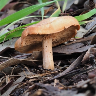 Unidentified Cap on a stem; gills below cap [mushrooms or mushroom-like] at Umbagong District Park - 27 Jun 2020 by Caric