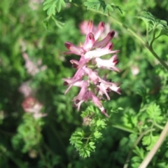 Fumaria muralis subsp. muralis (Wall Fumitory) at Mount Painter - 11 Aug 2020 by dwise