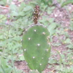 Opuntia sp. at Banks, ACT - 3 Mar 2020 07:30 PM