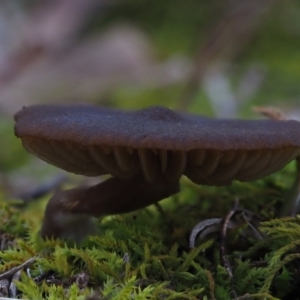 zz agaric (stem; gills not white/cream) at Latham, ACT - 18 Jul 2020 02:51 PM