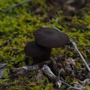 zz agaric (stem; gills not white/cream) at Latham, ACT - 18 Jul 2020 02:51 PM