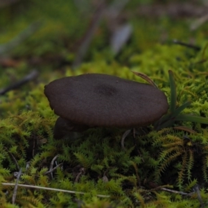 zz agaric (stem; gills not white/cream) at Latham, ACT - 18 Jul 2020 02:51 PM