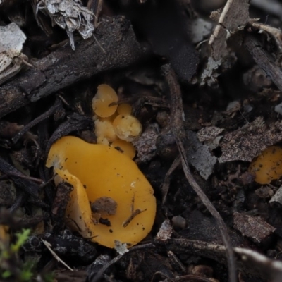 Phaeohelotium (Discinella terrestris aggregate) at Latham, ACT - 10 Jul 2020 by Caric