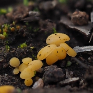 Phaeohelotium (Discinella terrestris aggregate) at Latham, ACT - 10 Jul 2020