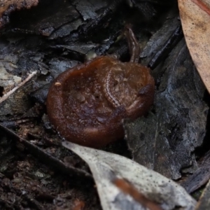 Aleurina sp. at Macgregor, ACT - 12 Jul 2020