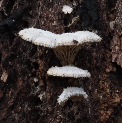 Schizophyllum commune (Split Gill Fungus) at Umbagong District Park - 11 Jul 2020 by Caric