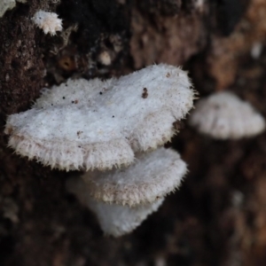 Schizophyllum commune at Latham, ACT - 11 Jul 2020 04:23 PM