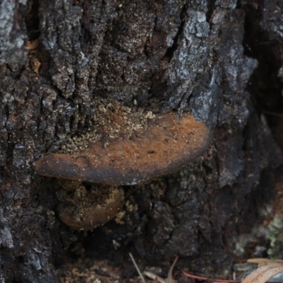 Phellinus sp. (non-resupinate) (A polypore) at Umbagong District Park - 18 Jul 2020 by Caric