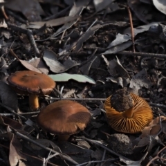 Cortinarius sp. (Cortinarius) at Macgregor, ACT - 18 Jul 2020 by Caric