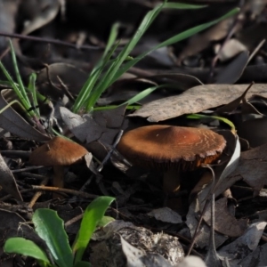 Cortinarius sp. at Macgregor, ACT - 18 Jul 2020