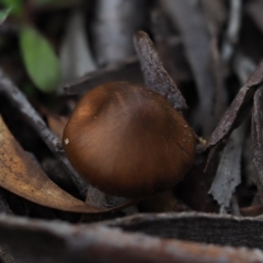 Cortinarius sp. at Latham, ACT - 12 Jul 2020