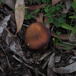 Cortinarius sp. at Latham, ACT - 12 Jul 2020