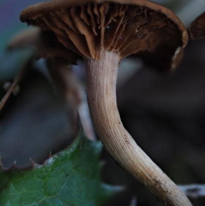 Unidentified Cap on a stem; gills below cap [mushrooms or mushroom-like] at Umbagong District Park - 7 Jul 2020 by Caric