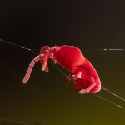 Trombidiidae (family) (Red velvet mite) at ANBG - 12 Aug 2020 by Roger