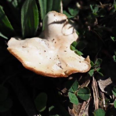 Unidentified Cap on a stem; gills below cap [mushrooms or mushroom-like] at Umbagong District Park - 7 Jul 2020 by Caric