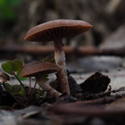 Unidentified Cap on a stem; gills below cap [mushrooms or mushroom-like] at Umbagong District Park - 11 Jul 2020 by Caric