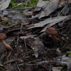 Cortinarius sp. (Cortinarius) at Umbagong District Park - 12 Jul 2020 by Caric