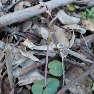 Acianthus collinus at Holt, ACT - 10 Aug 2020