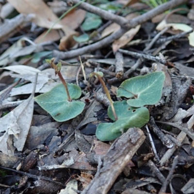 Acianthus collinus (Inland Mosquito Orchid) at Aranda, ACT - 11 Aug 2020 by CathB