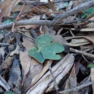 Acianthus collinus at Aranda, ACT - suppressed