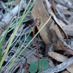 Acianthus collinus at Aranda, ACT - suppressed