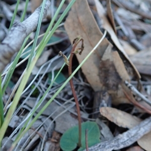 Acianthus collinus at Aranda, ACT - suppressed